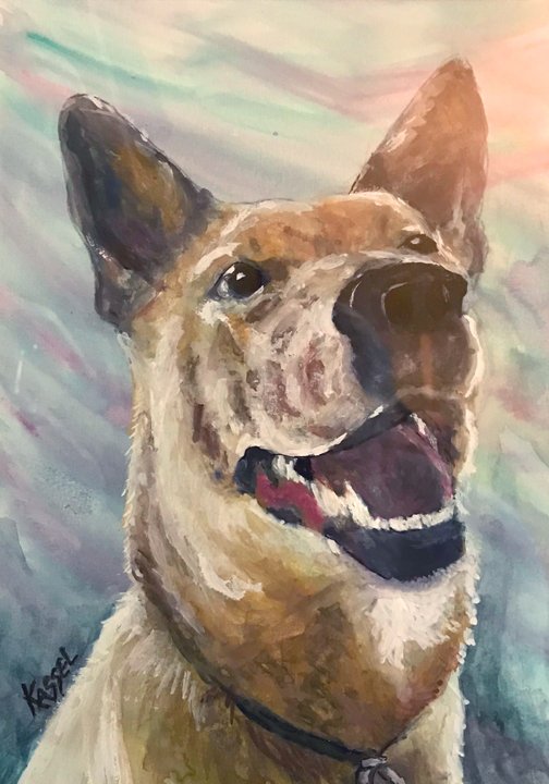 Australian Cattle Dog - Red Heeler